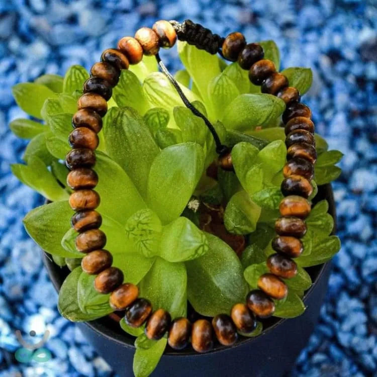 Bracelet oeil de tigre ancrage